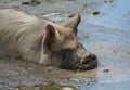 KuneKune pig