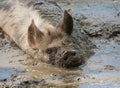 KuneKune pig