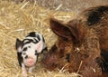 Kunekune pig and piglet, unique to New Zealand