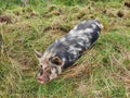 Kunekune pig Royalty Free Stock Photo