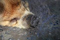 Kunekune Pig in the Mud