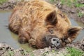Kunekune Pig Sus scrofa domesticus Royalty Free Stock Photo
