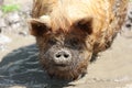 Kunekune Pig Sus scrofa domesticus Royalty Free Stock Photo