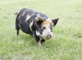 Kunekune piglet Royalty Free Stock Photo