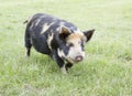 Kunekune piglet