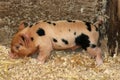 Kunekune piglet, unique to New Zealand