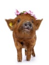 Kunekune piglet on white background