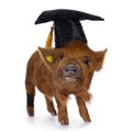 Kunekune piglet on white background