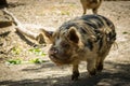 Kunekune Walking, New Zealand Native Pig Eating