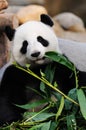 Kunfu panda!!! Royalty Free Stock Photo