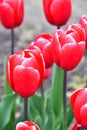 Kung Fu .    Triumph Tulip.  Deep pinkish-red bloom with a thin white-pink edge. Royalty Free Stock Photo