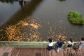 People feed Fancy Carp or Koi fish swimming in the pond Garden