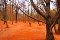 From Kunming theA lonely forest in winter Royalty Free Stock Photo