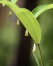 Kupena flower Polygonatum close-up