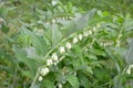 Kupena's blossoming multiflowered (Polygonatum multiflorum (L. ) Royalty Free Stock Photo