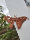 Kupu kupu Gajah / Atlas Moth