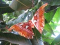 Kupu Gajah or Attacus Atlas, Brown Butterfly Perch on Trees, Rare Animals in Asia Royalty Free Stock Photo