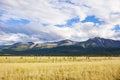 Kurai steppe. Mountain Altai nature. Summer landscape. Russia