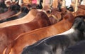 Kurbani Cattle market Royalty Free Stock Photo