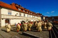 Kurenti And The Old Vine, Maribor, Slovenia Royalty Free Stock Photo