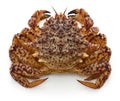 Kurigani, japanese helmet crab Royalty Free Stock Photo