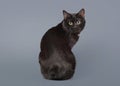 Kuril bobtail cat on a gray background Royalty Free Stock Photo