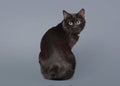 Kuril bobtail cat on a gray background