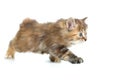 Kuril bobtail cat or kitten stealing Royalty Free Stock Photo