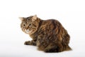 Kuril Bobtail Cat Royalty Free Stock Photo