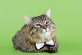Kuril Bobtail Cat Royalty Free Stock Photo