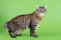 Kuril Bobtail Cat Royalty Free Stock Photo