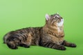 Kuril Bobtail Cat Royalty Free Stock Photo