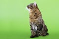 Kuril Bobtail Cat Royalty Free Stock Photo