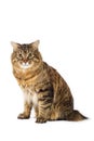 Kuril Bobtail Cat Royalty Free Stock Photo