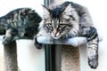 Kuril Bobtail cat Royalty Free Stock Photo