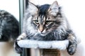 Kuril Bobtail cat Royalty Free Stock Photo