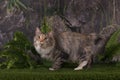 Kuril Bobtail hunts in the mountains