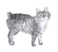 The Kuril bobtail