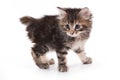 Kuril Bobtail kitten Royalty Free Stock Photo