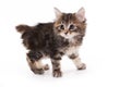 Kuril Bobtail kitten Royalty Free Stock Photo