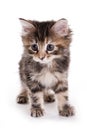 Kuril Bobtail kitten