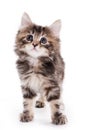 Kuril Bobtail kitten Royalty Free Stock Photo