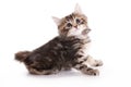 Kuril Bobtail kitten Royalty Free Stock Photo