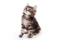 Kuril Bobtail kitten Royalty Free Stock Photo