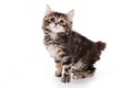 Kuril Bobtail kitten Royalty Free Stock Photo