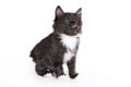 Kuril Bobtail kitten Royalty Free Stock Photo