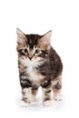 Kuril Bobtail kitten