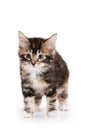 Kuril Bobtail kitten Royalty Free Stock Photo