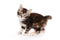 Kuril Bobtail kitten