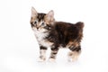Kuril Bobtail kitten Royalty Free Stock Photo